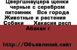 Цвергшнауцера щенки черные с серебром питомник - Все города Животные и растения » Собаки   . Хакасия респ.,Абакан г.